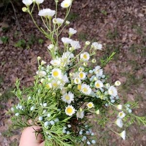 Meet your Posher, Quin